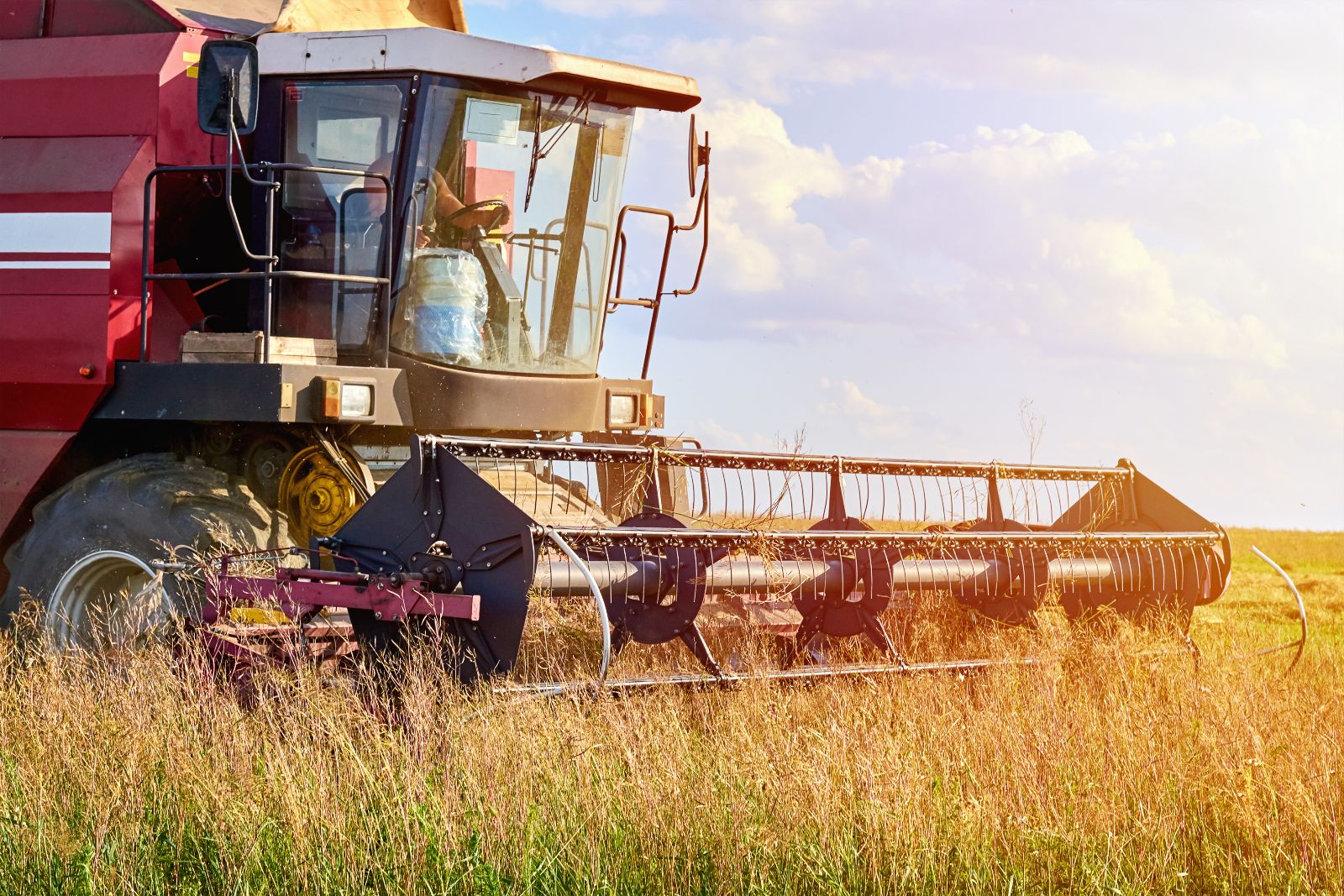 Harvester machine working to harvest a rye field