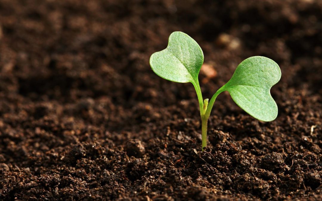 World Soil Day – Healthy soil, Healthy world